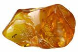Fossil Ant (Formicidae) In Baltic Amber #150757-4